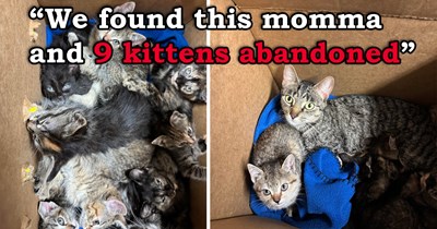 9 kittens and their momma found dumped under a dumpster in freezing weather, are offered shelter by a cat-loving couple, who take care of them until every last one finds a home: 'Momma was so tired from the constant nursing'