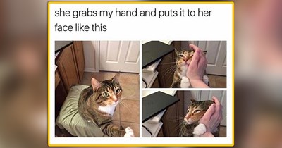 25 Heartwarming Cat Memes to Add a Spoonful of Sugar to Your Morning Coffee