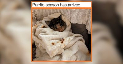 September Cat Memes for Welcoming Sweater Weather With Open Paws
