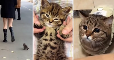 Tiny stray kitten found alone on the street with nowhere safe to go is rescued and cared for, growing into a happy cat with a forever home to call his own