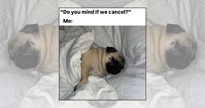 ‘Fall is better with some furr’: 23 Cozy Dog Memes Bringing Sweater Weather Energy to Your Fall
