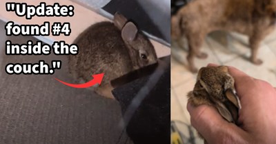 ‘My puppies tried to adopt their own pets’: Dog mom discovers 3 baby bunnies hidden throughout her house brought inside by her pups, but after finding and returning the 1st fur baby, momma bunny steps out of her home fur a cold confrontation