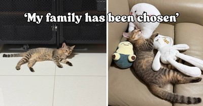 Girls find a friendly 4-month-old tabby at the playground and bring her home, but nobody seems to be looking for her