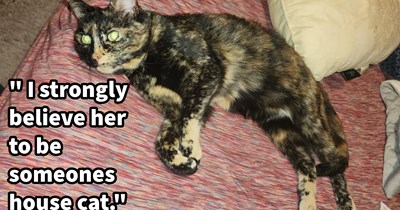 Dog pawrent takes home 7/11 cat who literally jumped into her car pleading for a furever home, only to find out it’s actually a missing feline from more than a year ago: ‘She's been reunited with her family.’
