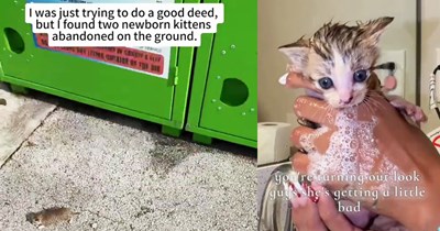 Woman goes to donate clothes, but comes back with 3 abandoned newborn kittens who now live a luxury life with a pawrent who does everything fur them, bubble baths and all: ‘I was literally made to be a cat mom.’
