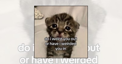 Your Weekly Delivery of 22 Soft and Silly Kitten Memes for a Midweek Mood Boost (September 9, 2026)