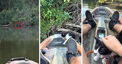 Little black kitten stranded in a tree above the water ends up nestled in a fisherman's lap after he brings him safely aboard his kayak