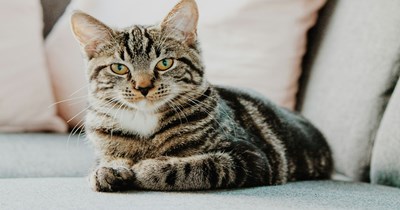 Got judged by her date for using smart pet products, so she kicked him out of her house: ‘He said that if I’m too busy to do everything myself, maybe I shouldn’t have a cat in the first place’
