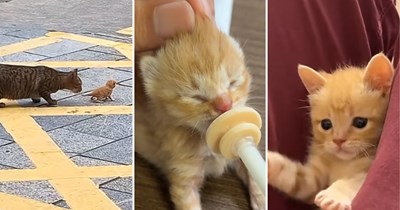 Baby orange kitten rejected by his mother ends up playing in the gentle lap of the rescuer who stepped in to raise him