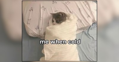 Cozy Cats Reaching Levels of Comfort That Shouldn’t Even Be Pawsible