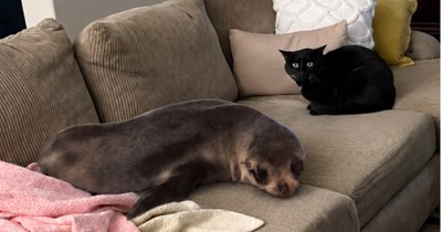 Wild seal breaks into New Zealand home, spooks their cat Coco, then chills on the couch like part of the family: 'Coco refused to come home until the intruder was gone'