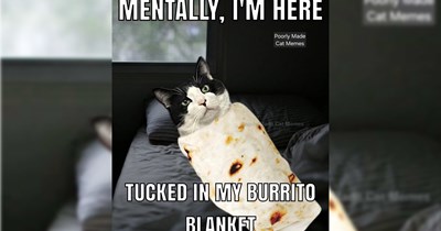 28 Fabulous Felines Funnies to Fill your Fursday with the Pawsitive Pawer of Fur Babies