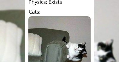 28 Hilarious Cat Memes Helping you Hide From Reality in the Wacky World of Felines 