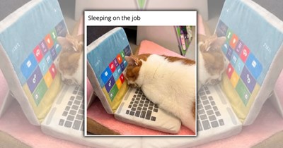 23 Cozy Sleepy Cat Memes to Scroll During a Rainy Fall Day with Your Furry Best Friend