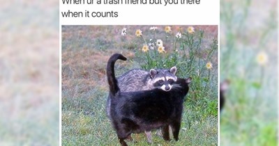 28 Wholesome Animal Memes to Warm Your Heart When the Frost Begins Nipping at Your Toes