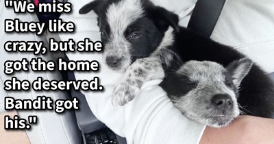2 precious puppies saved from sad conditions in southern Missouri farm given loving furever homes shared between their rescuers and a pawfect pupper loving family: ‘We’re just ridiculously happy he’s here.’
