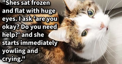 Heartless hooman dumps cat from car window, but they didn’t count on a dog pawrent saving the day: ’Someone came by to meet her and will be taking her home
