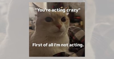 Crazy cats to cackle and kick boredom away with some kitten cray cray