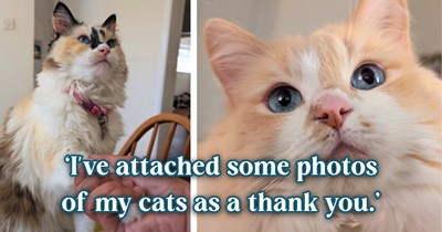 Beloved English teacher says goodbye to his students at the end of the semester with a heartfelt email, but a surprise attachment of his cats has the whole internet falling in love: 'I'm actually gonna miss him so much.'