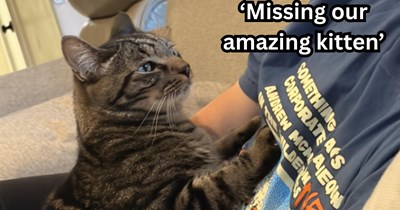 First time cat owners find the cat of their dreams, they return from vacation but cat went missing, they refuse to give up hope she'll return 