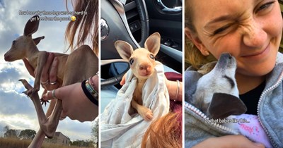 Australian equestrian spots a kangaroo struck on the road, she finds no way to save her, but discovers a surviving joey tucked safely in her pouch
