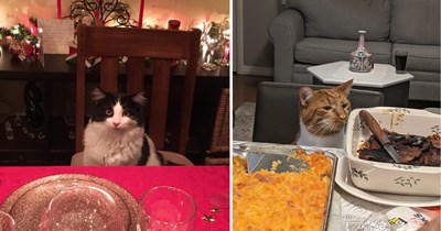 Cats Pulling Up a Chair for the Fanciest Feline Dinner Party in Town
