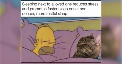 25 Cozy Cats to Curl Up With When the World Feels Too Loud