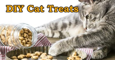 Cooking With ICHC: 5 Homemade Cat Treats Purrfect for Fall