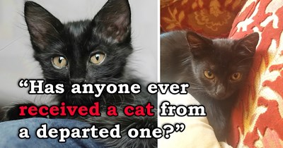 'I think my dad sent me a cat': After suddenly losing her father, a cat mom and her litter show up on his heartbroken daughter's porch, and although she's not ready, she knows one of the kittens was sent to her by her father and has to adopt it