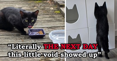 'If the CDS makes it happen, we will have one': Husband and wife who just opened a "cat hotel" decide they will get a permanent resident if it comes today, a day later, a black kitten shows up on their porch 