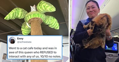 Your Weekly Meowgazine: 20 ICanHasMoments to Make Your Caturday Feel Like a Cozy Fall Day (September 12, 2026)