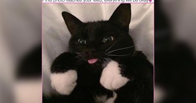 23 Precious Purring Kitties to Remind You That Life Has Its Lovely Little Moments