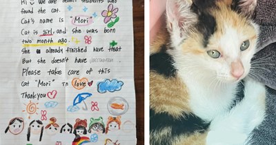 'Wherever you take me, raise me with love': Kitten in Korea found in a box with a heartwarming note, rescuers drive hours to find her a furrever home 