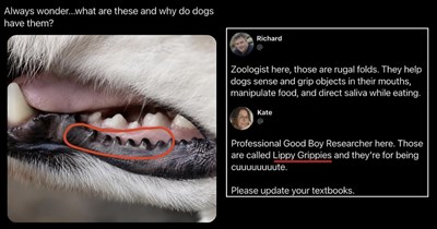 A Dog Pile of Warm-Hearted Pupper Memes for Lovers of Lippy Grippies and Perfect Puppy Paws