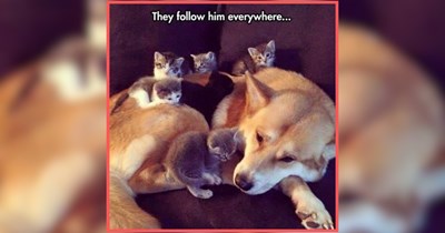 A Family Night of Pet Memes for a Wholesome Evening With the Furry Fam