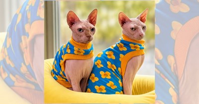 A Purrfect Collection of Sphynx Cat Photos Proving That Fluffiness Is Not Everything