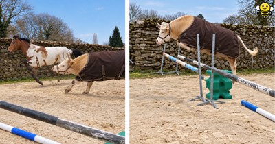 Bull gets the zoomies in an arena after watching an equestrian show-jumping horse leap and decides to show her that he can do it too: 'Just a big puppy'