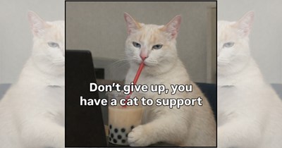 22 Meowtivational Cat Memes to Pounce Into Fall Like You Totally Have Your Life Together