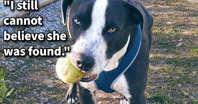 After being found 10 miles from home, this anxious runaway shelter dog has finally been reunited with her pawrent, says: ‘I have had such a heavy heart ever since she went missing, but now I'm finally looking forward to waking up to her in the morning.’
