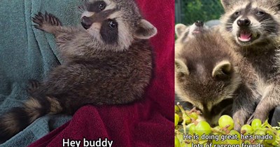 Raccoon involved in rural hit and run rescued by man on roadtrip after being mistaken for roadk**l, he was taken to a rehab facility and given time to heal before returning home to the wild: ‘He’s doing great, he’s made a lot of raccoon friends.’