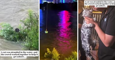 Stranded kitten clings to a tree surrounded by floodwater until a crowd uses a drone to bring him safely back to shore