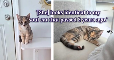 Dog on a routine walk finds a kitten who bears an uncanny resemblance to the cat his owner lost two years ago, and the two are already inseparable: 'Cleo was instantly in love with my dog.'