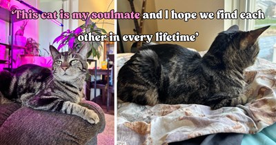 Family adopts a skinny 5-pound stray named Breadstick and watches him transform into a healthy 13-pound cat completely devoted to his person