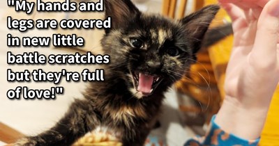 Abandoned kitten found during midnight hike in known dumping location given furever home with the vet who rescued her, says: ‘I was devastated seeing something so precious dropped like garbage. But having her around is the happiest I've been in months!’