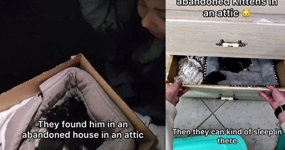 4 abandoned newborn kittens found in derelict building’s attic in field rescued by tiktoker on a midnight mission who fathered the tiny felines, giving them a furever home and internet fame