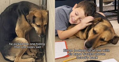 Shelter dog scared of everything finally learns to love again thanks to care-filled encouragement of his fur family, ending months of physical fear filled misery for pup: ‘The dog who kept 3 feet distance, now can’t be more than 3 inches away.’