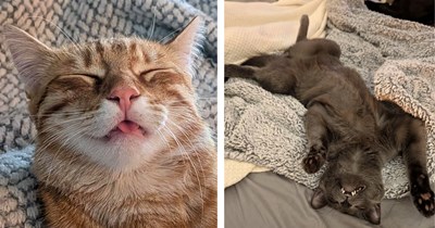 35 Cats Who Found Their Own Version of Comfortable Napping to Soothe Your Day With Sillies