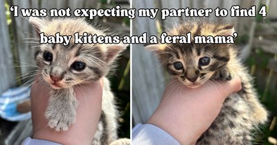 Cat pawrent wakes up to an unexpected family of 5 in their backyard and earns feral mama’s trust while making plans for every kitten