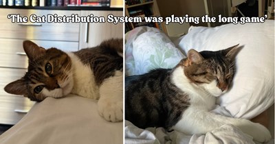 Runaway kitten chooses a teen on a random walk, but turns out the Cat Distribution System was just getting started