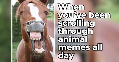 24 Hilarious Animals' Facial Expressions to Send to Your Family Group Chat